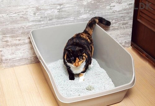 一般的なトイレより壁が高い 大型の猫トイレおすすめ イメージ