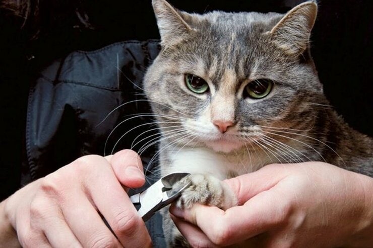 ネコさん14匹完全協力！猫用爪切りのおすすめランキング7選。LDKが比較
