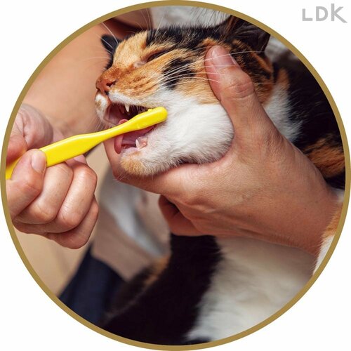 毛先が柔らか 猫用歯ブラシおすすめ イメージ