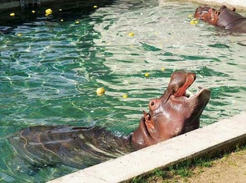 5位: 熊本市民のオアシス「熊本市動植物園」