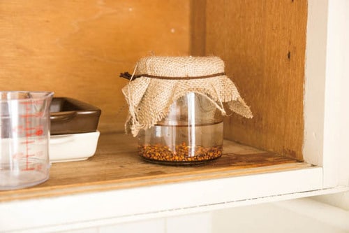 ポイント3：水やりは1日2回放っておいてもぐんぐん育ちます！ イメージ