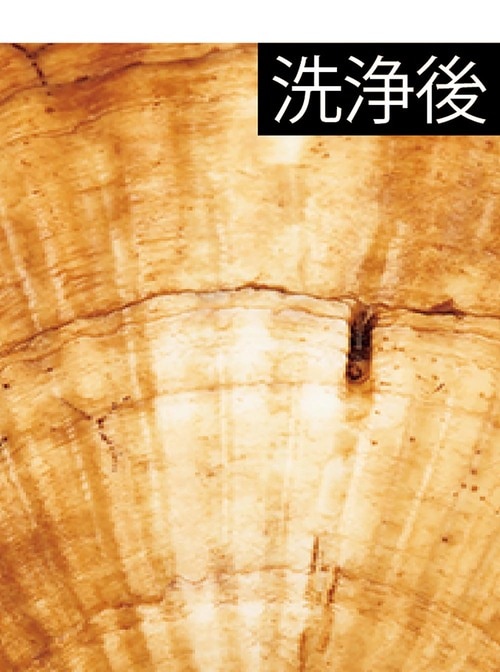 ホワイトニング力：白い箇所が明快 紫歯磨き粉おすすめ イメージ2