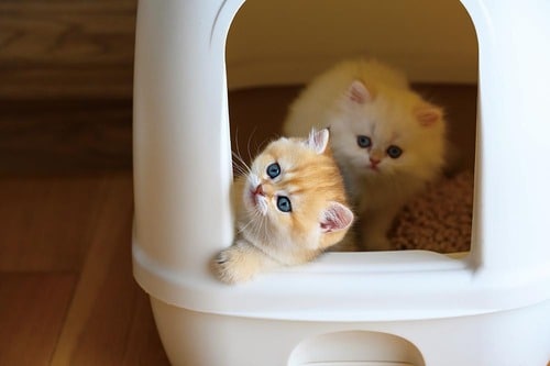 いま人気の猫用トイレは? 猫用トイレおすすめ イメージ2