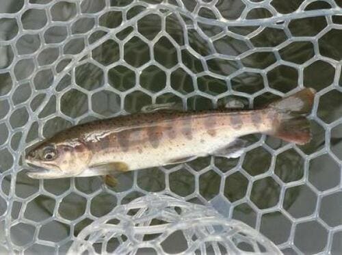 渓流ルアーフィッシングで釣れる魚は?