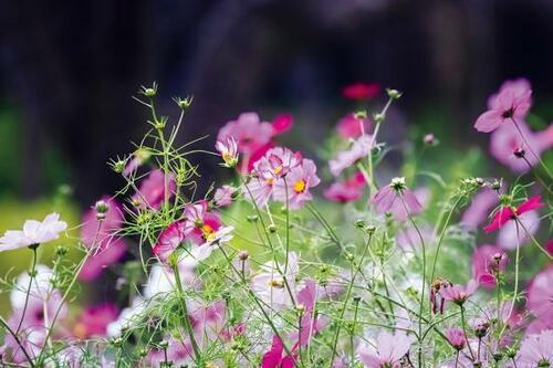 圧倒的な高画質とレンズの選択肢！キヤノン「EOS R5」 イメージ2