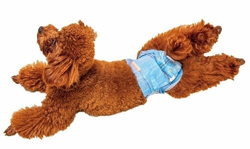 使い勝手が良くお出かけ時に大活躍 犬用おむつおすすめ イメージ