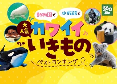 21年 かわいい 動物 いきもの人気ランキング30選 動物園 水族館で会える 360life サンロクマル