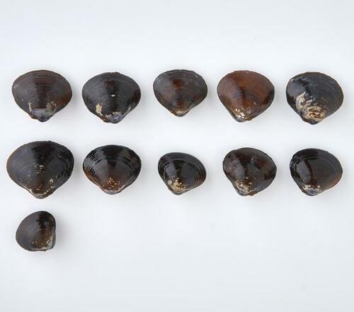 18位: トップバリュ「カップみそ汁 しじみ」|全体のバランスがイマイチ イメージ3