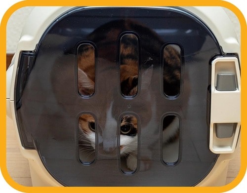 ネコが落ち着けるスモークドア 猫用キャリーバッグおすすめ イメージ