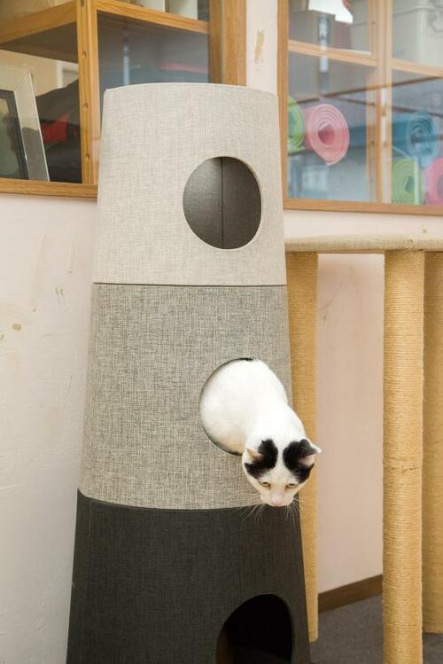 カインズ「キャットインテリアタワー NECOTA」2