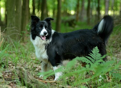 犬用虫除けグッズとは? 犬用虫除けグッズおすすめ イメージ