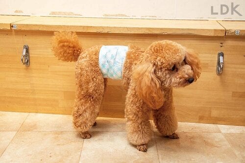 バンド型 犬用おむつおすすめ イメージ