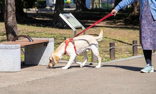 一部分が少し伸びる 犬用リードおすすめ イメージ