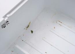 茶シミだらけの野菜室がこんなにまっ白になるなんて…その理由がこちらです