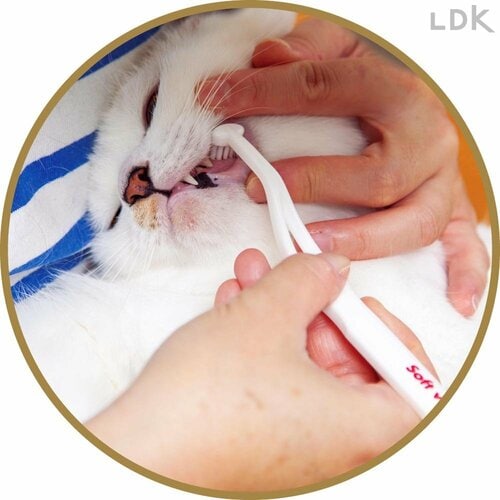 歯磨き効果を得にくい 猫用歯ブラシおすすめ イメージ