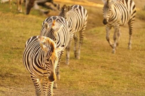 動物園を楽しめるカメラ1