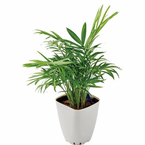 ダイソー「pure green テーブルヤシ」
