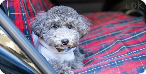 選び方3:汚れにくさ 犬用ドライブシートおすすめ イメージ