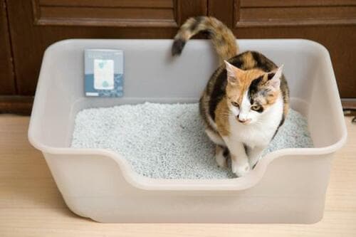 猫の臭いを軽減してくれる消臭グッズはどれ？ イメージ