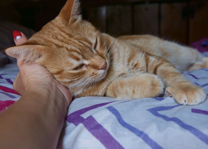 ペットトリマーが教える「猫の愛で方」7つの極意