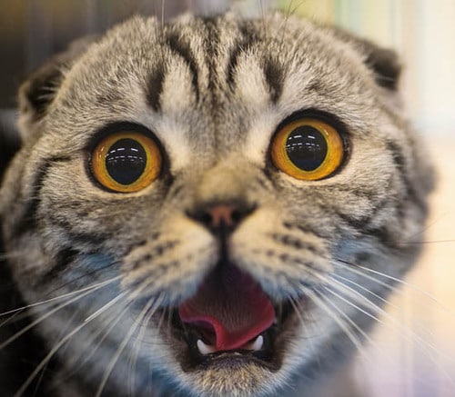 【極意4】ネコがパニックの時はやさしく見守り人間は動じない イメージ