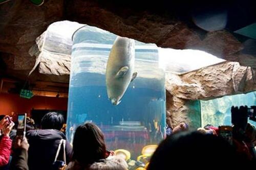 ゴマフアザラシが水槽から人間ウォッチ!?