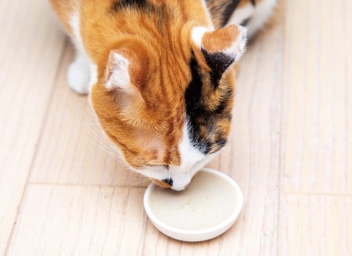シニアネコでも食べやすい! 猫用ウェットフードおすすめ イメージ