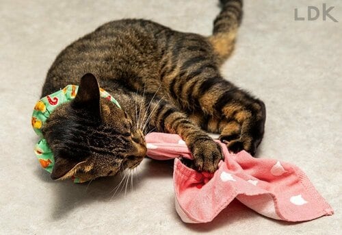 チャーミングすぎる酔いどれネコに変身！ 猫用おもちゃおすすめ イメージ2