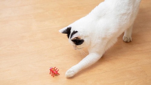 観察しているだけのネコがほとんど 猫用おもちゃおすすめ イメージ