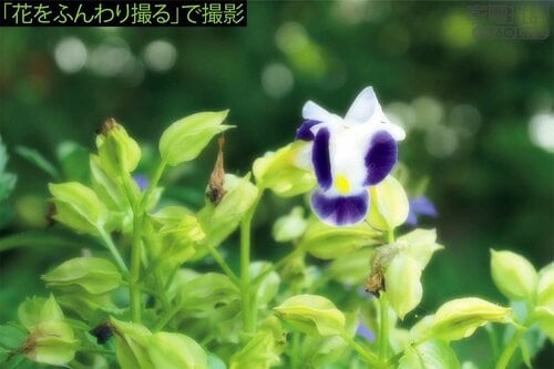 花や料理もシーンモードできれい LUMIX DC-TX3おすすめ イメージ