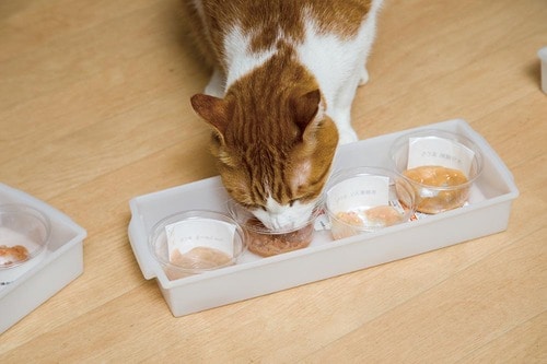 ココがスゴい:猫が無我夢中でなめるおいしさ