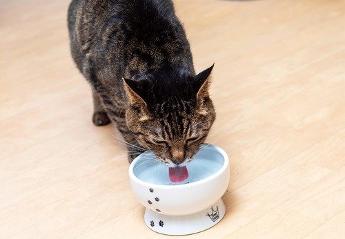 普通の水飲み器と自動給水器の違いは? 猫用水飲み器おすすめ イメージ