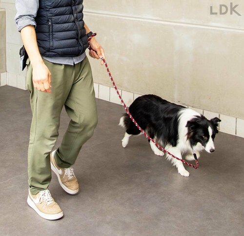 中型犬の散歩に適したクオリティ! 犬用リードおすすめ イメージ
