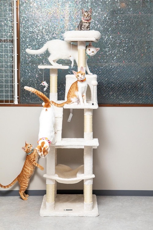 ステップの幅・間隔 キャットタワーおすすめ イメージ