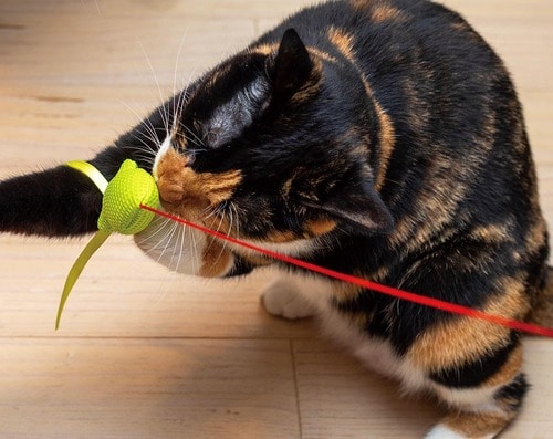 ▼テスト結果 猫用おもちゃおすすめ イメージ