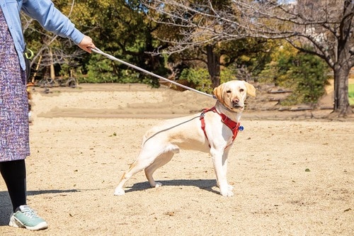 犬用リードとは? 使うメリット 犬用リードおすすめ イメージ2