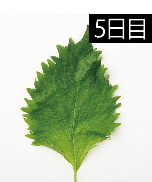 変色が進みやすい キッチン用ポリ袋おすすめ イメージ