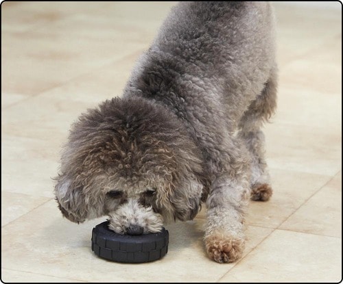 わんこによっては考える力を養う効果も！ 犬用おもちゃおすすめ イメージ