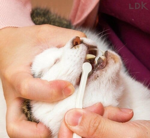 猫の歯磨きのポイントは？ 猫用歯ブラシおすすめ イメージ
