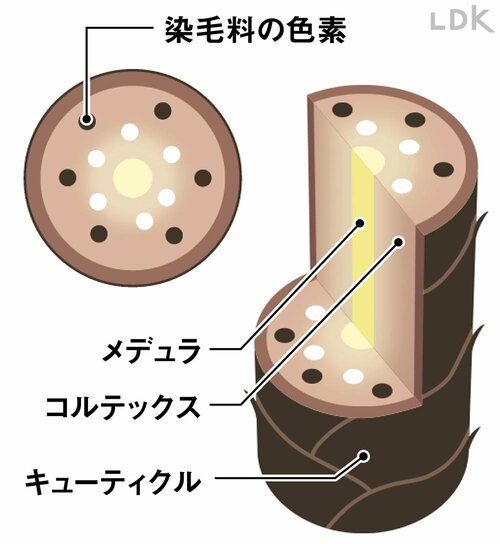 市販の白髪染め(2剤式)で染まる仕組み 白髪染めヘアカラーおすすめ イメージ