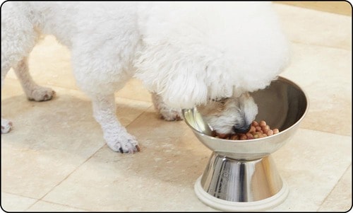 ステンレス製だから割れる心配ナシ 犬用食器おすすめ イメージ