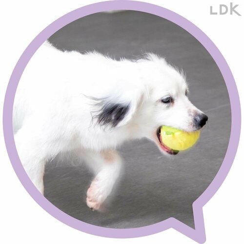 力を加えると音が鳴る 犬用おもちゃおすすめ イメージ