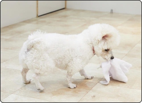 ホントに犬の嫌がる苦味成分? 犬のしつけ用スプレーおすすめ イメージ