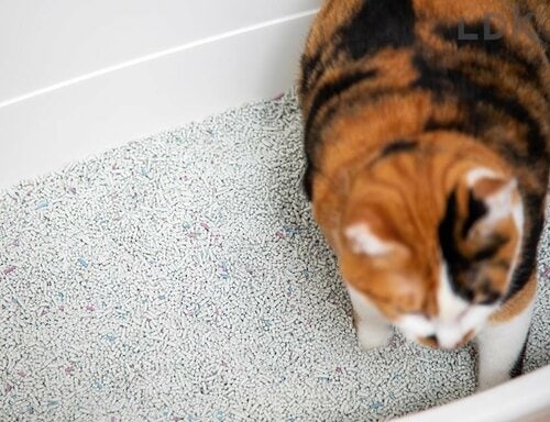 猫砂とは? どんなタイプが人気? 猫砂おすすめ イメージ