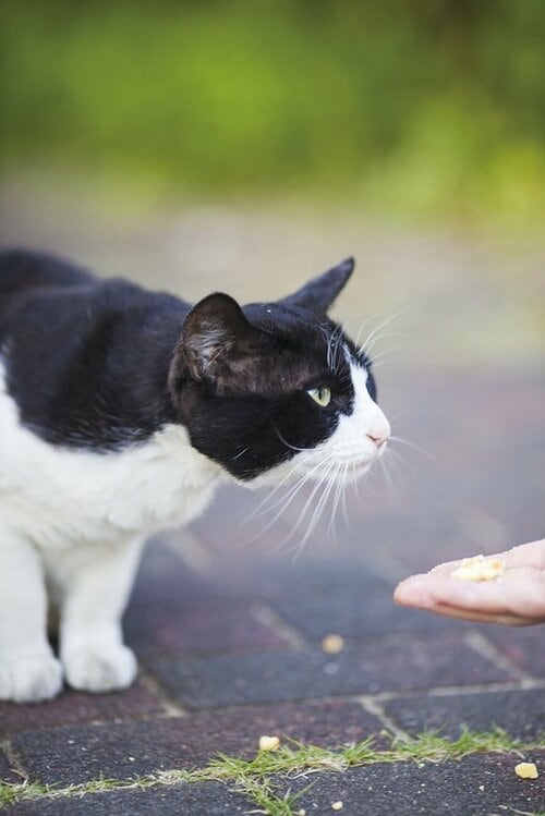 【Q1】外ネコとなかなか出会えないんだけど…… イメージ3