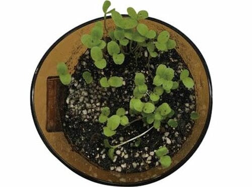 キッチン半畳のスペースで家庭菜園が簡単にできます イメージ2