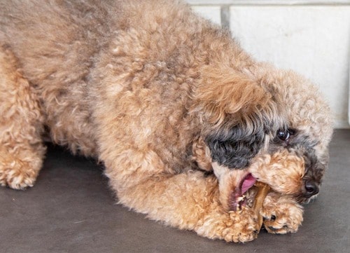 歯とストレスを同時にケア 犬用歯磨きガムおすすめ イメージ