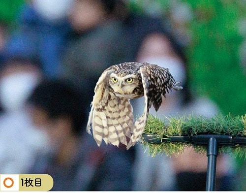 検証結果1:鳥 イメージ2