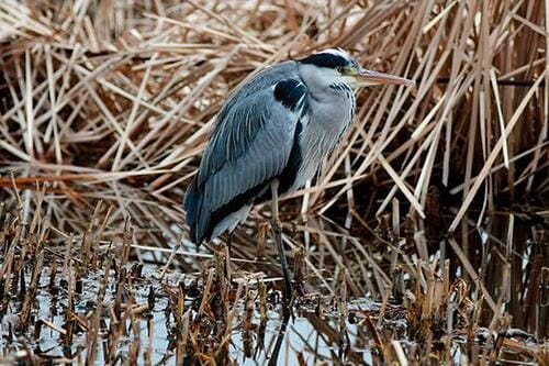 プロ用と同等の機能を 搭載したデジタル一眼 イメージ2