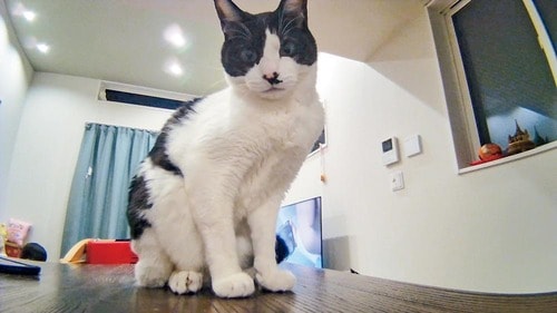 ポイント：解像度高めで映ります イメージ